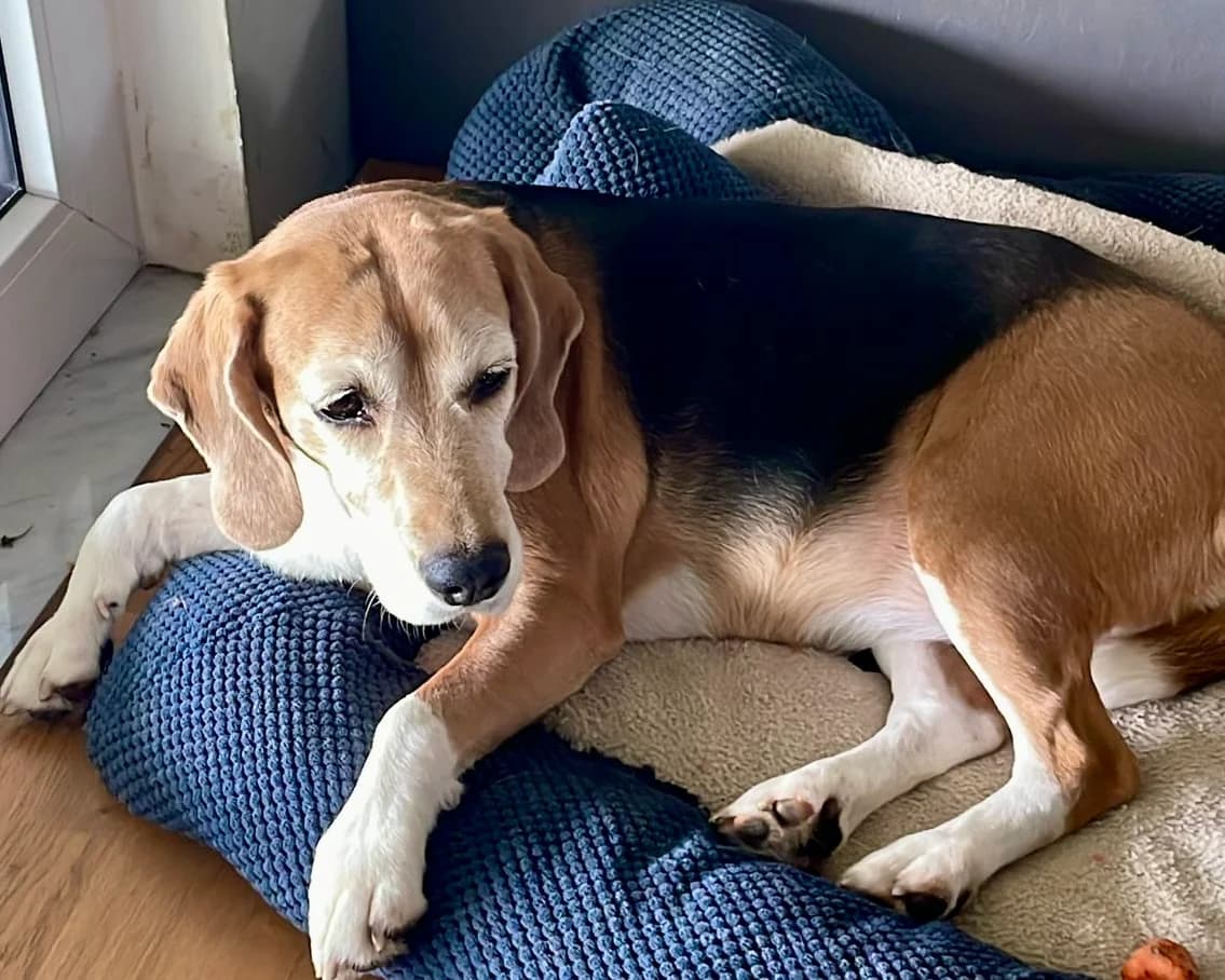 Maja – PLZ 91587, female 6yo Mixed Breed for adoption at Tierrettung International e.V.
