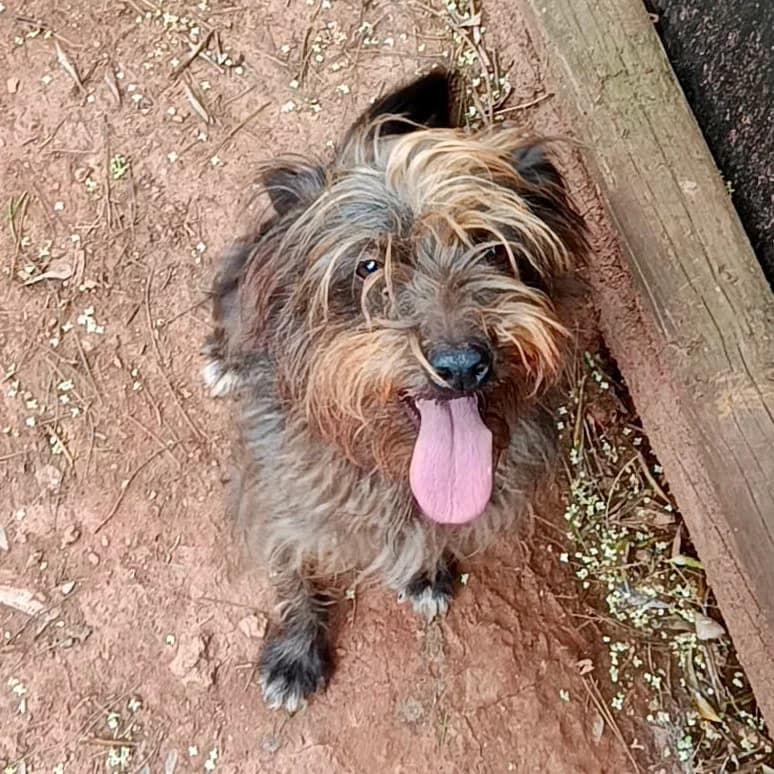 Alma, female young Mixed Breed for adoption at Tierrettung International e.V.