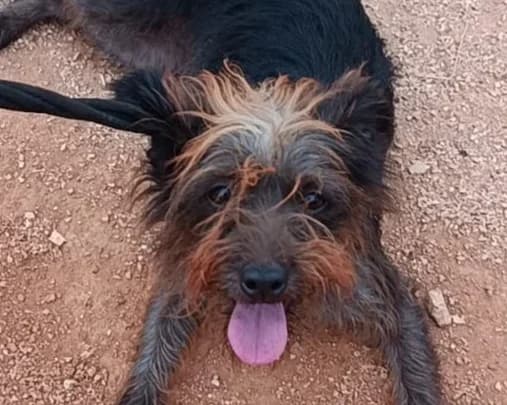 Alma, female young Mixed Breed for adoption at Tierrettung International e.V.