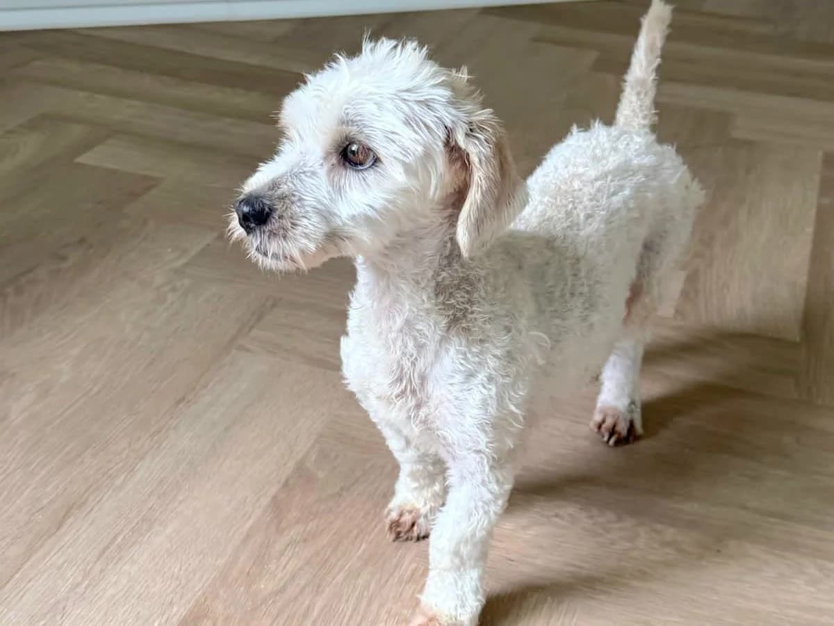Tini – PLZ 37589, female 3yo Mixed Breed for adoption at Tierrettung International e.V.