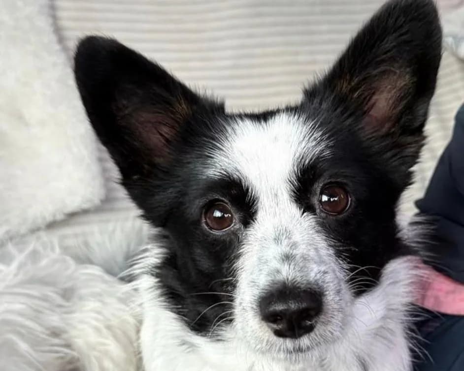 Lotte – PLZ 83677, female 3yo Mixed Breed for adoption at Tierrettung International e.V.