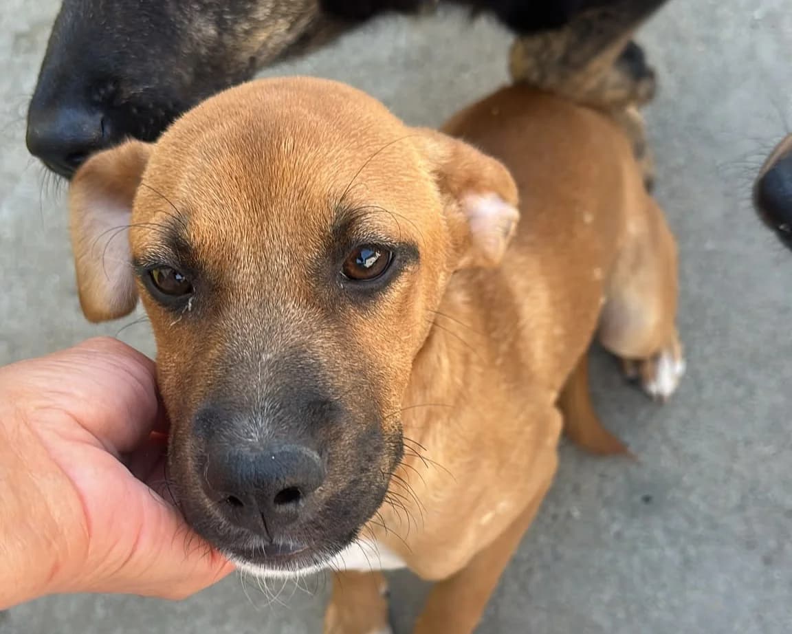 Stormy, female puppy Mixed Breed for adoption at Tierrettung International e.V.