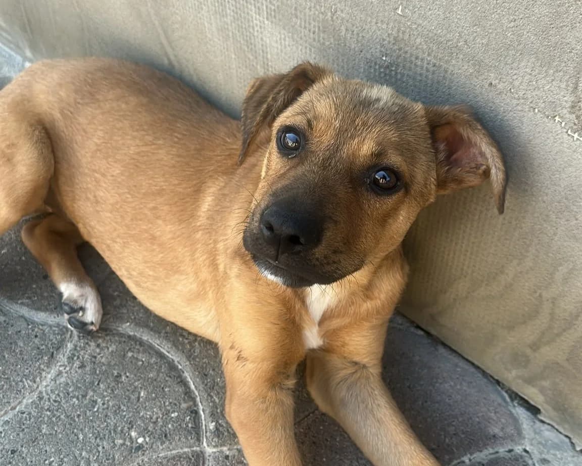 Speedy, male puppy Mixed Breed for adoption at Tierrettung International e.V.