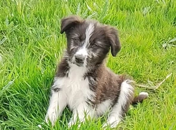Nala, female puppy Mixed Breed for adoption at Tierrettung International e.V.