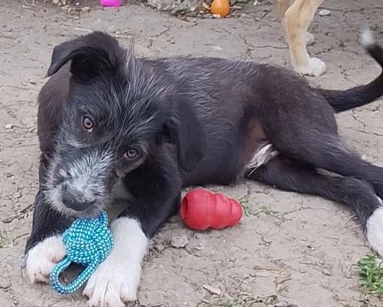 Nanook, male puppy Mixed Breed for adoption at Tierrettung International e.V.