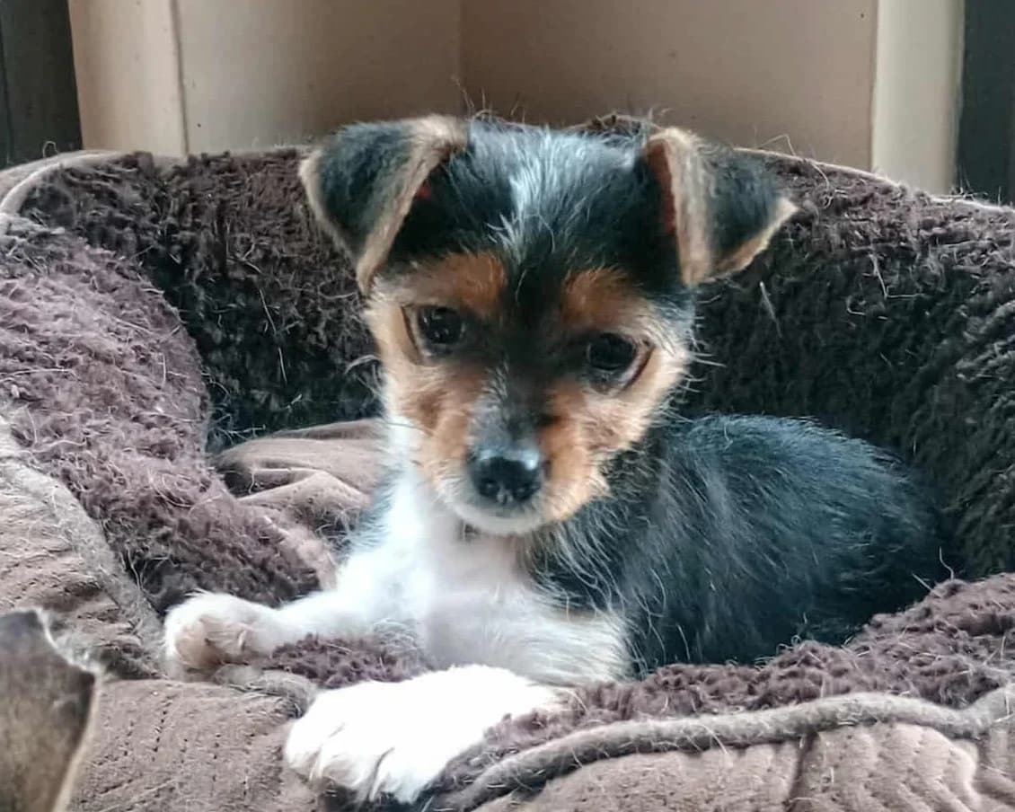 Pixie, female puppy mixed breed for adoption at Tierrettung International e.V.