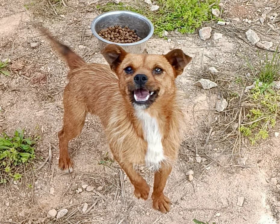 Assam, male young Mixed Breed for adoption at Tierrettung International e.V.