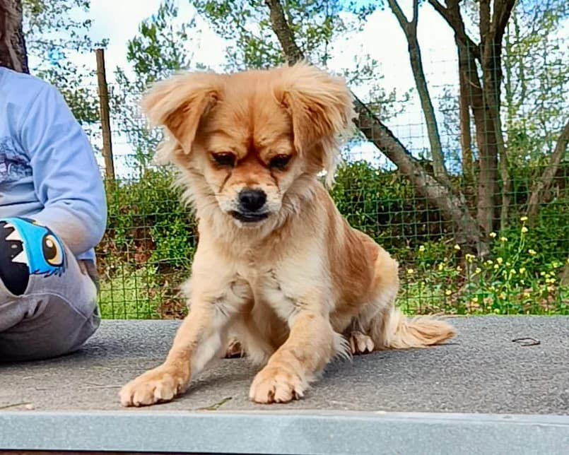 Amelie – PLZ 51063, female young Mixed Breed for adoption at Tierrettung International e.V.