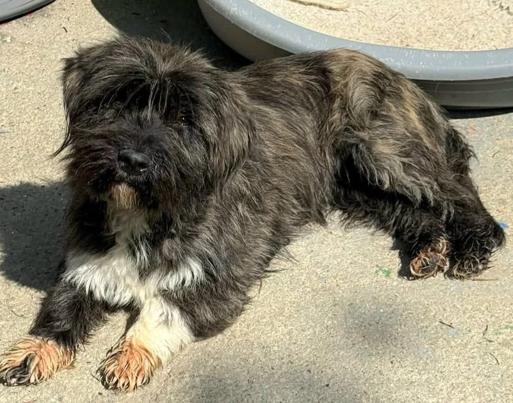 Tina, female young Mixed Breed for adoption at Tierrettung International e.V.