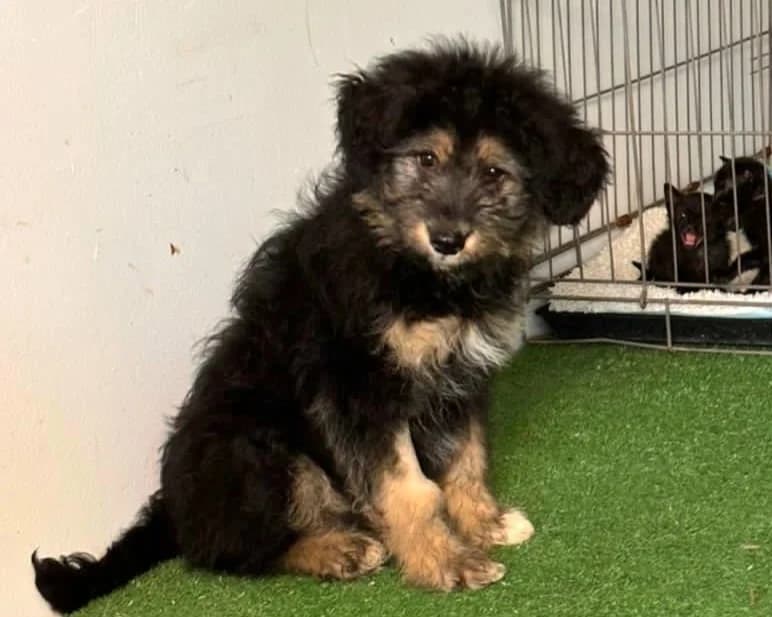 Uma, female puppy Mixed Breed for adoption at Tierrettung International e.V.