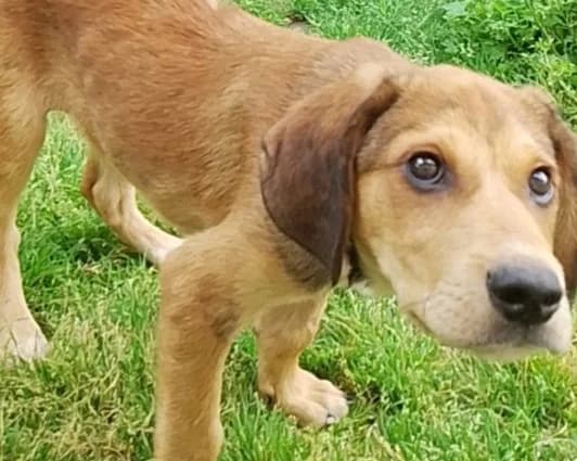 Lennox, male puppy Mixed Breed for adoption at Tierrettung International e.V.
