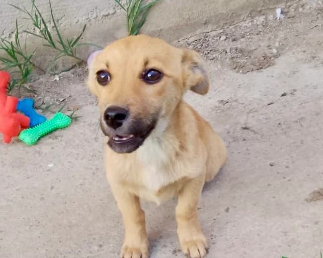 Lilly, female puppy Mixed Breed for adoption at Tierrettung International e.V.