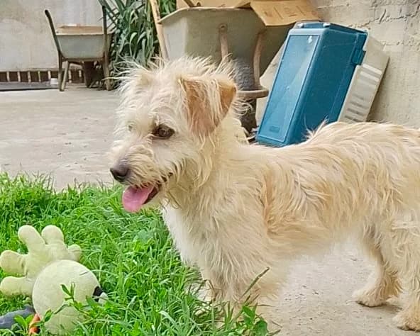 Luna, female young Mixed Breed for adoption at Tierrettung International e.V.