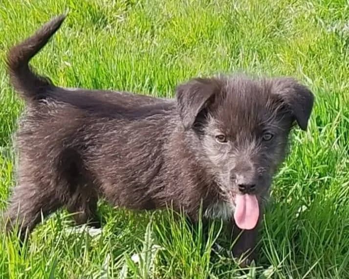 Nero, male puppy Mixed Breed for adoption at Tierrettung International e.V.