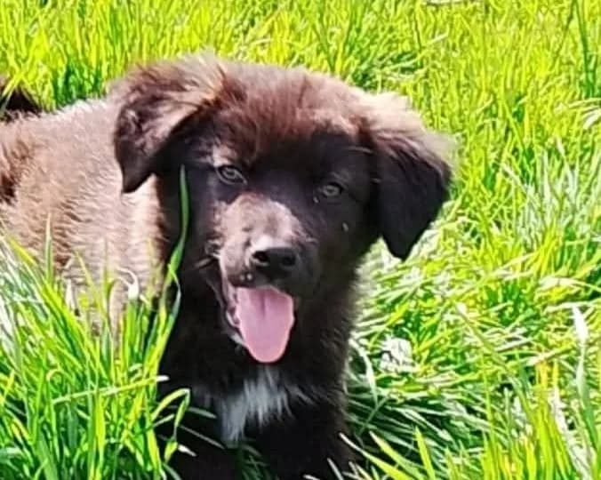 Nevio, male puppy Mixed Breed for adoption at Tierrettung International e.V.