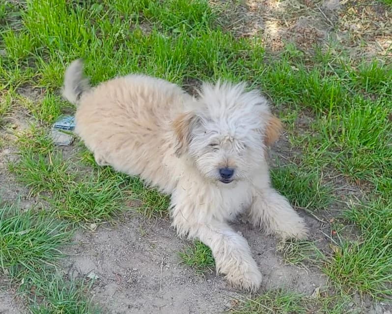 Oli, male young Mixed Breed for adoption at Tierrettung International e.V.
