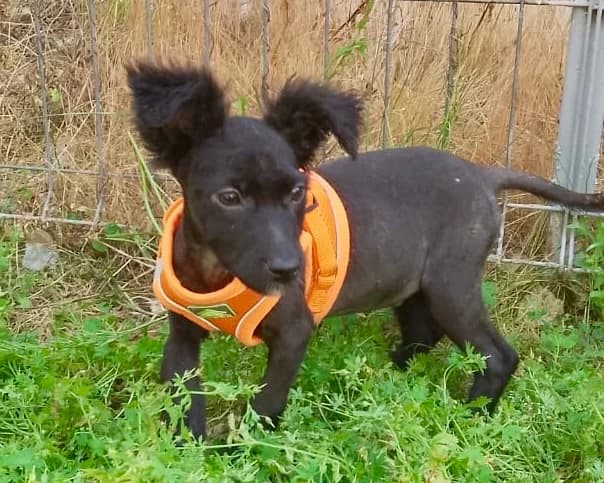 Pacco, male puppy Mixed Breed for adoption at Tierrettung International e.V.