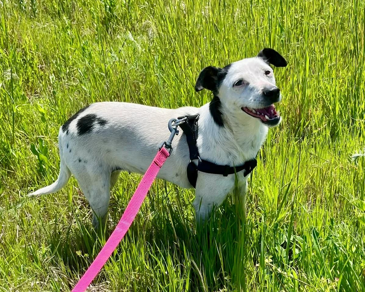 Rosie, female 3yo Mixed Breed for adoption at Tierrettung International e.V.