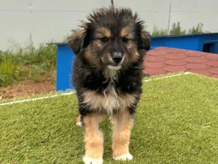 Leyla, female puppy Mixed Breed for adoption at Tierrettung International e.V.