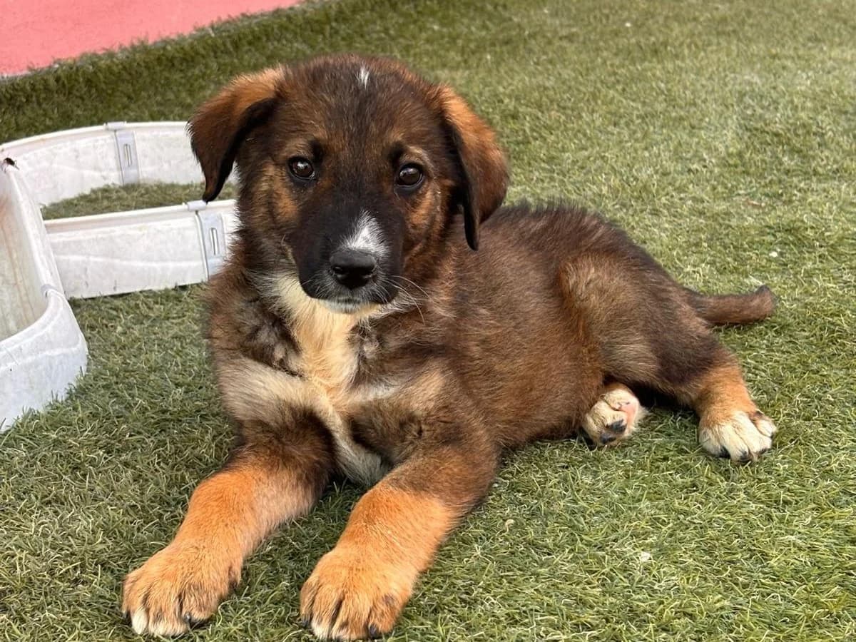 Orry, male puppy Mixed Breed for adoption at Tierrettung International e.V.