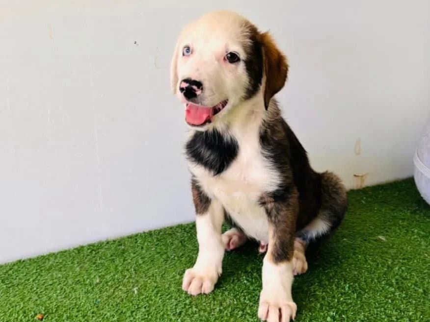 Ossy, male puppy Mixed Breed for adoption at Tierrettung International e.V.