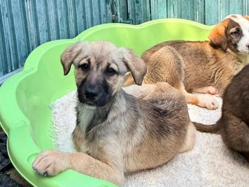 Otelia, female puppy Mixed Breed for adoption at Tierrettung International e.V.