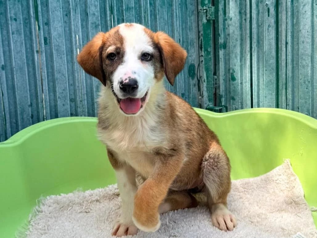 Omira, female puppy Mixed Breed for adoption at Tierrettung International e.V.
