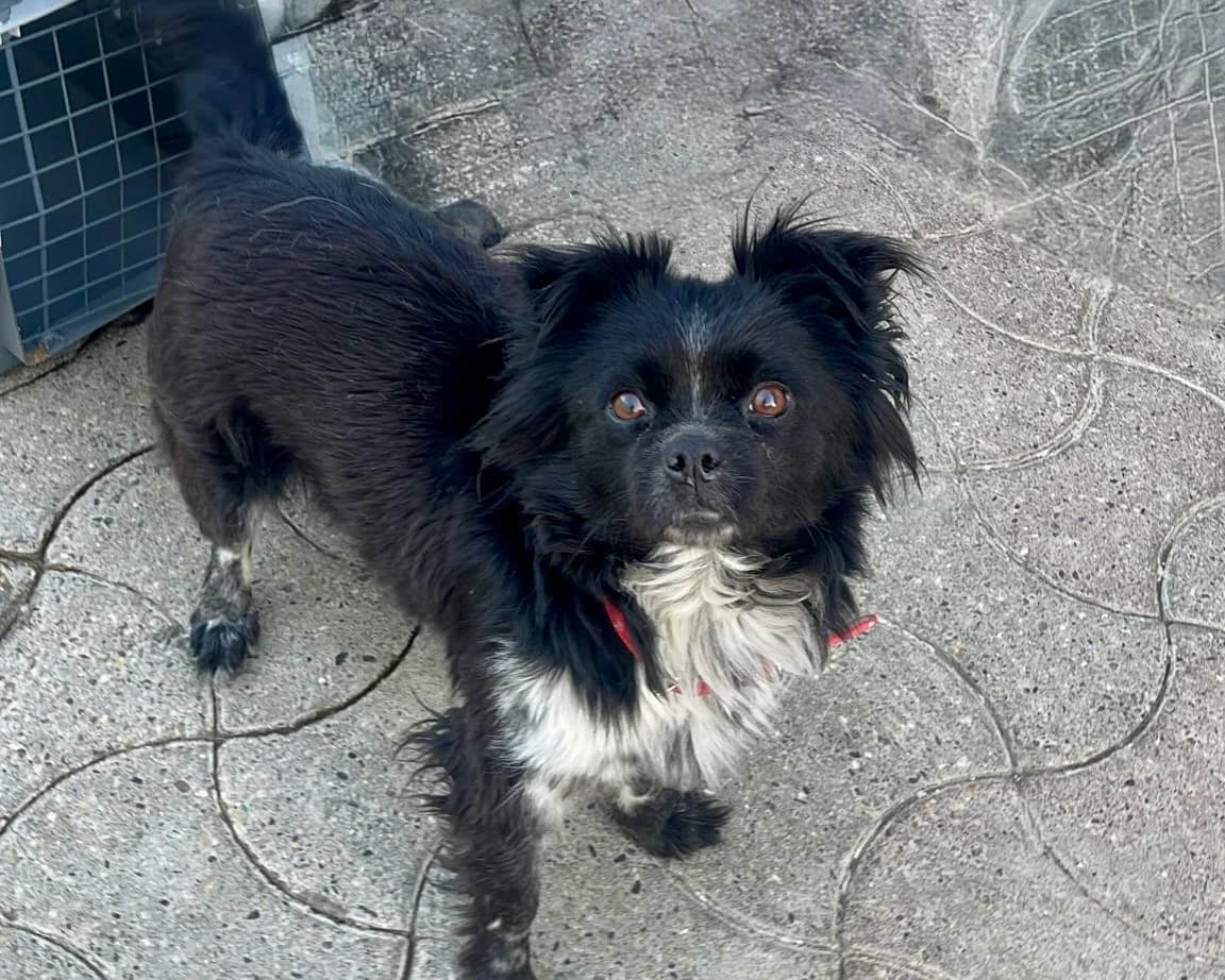 Holly – PLZ 50823, female young Mixed Breed for adoption at Tierrettung International e.V.