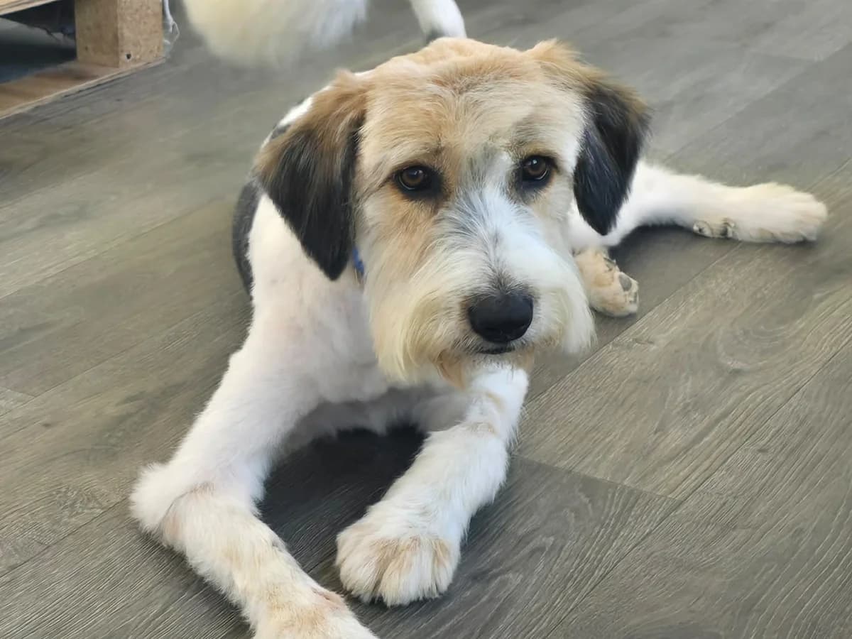 Ronny, male young Mixed Breed for adoption at Tierrettung International e.V.