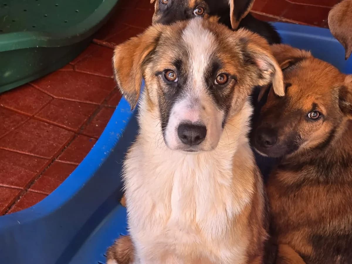 Lilith, female puppy Mixed Breed for adoption at Tierrettung International e.V.