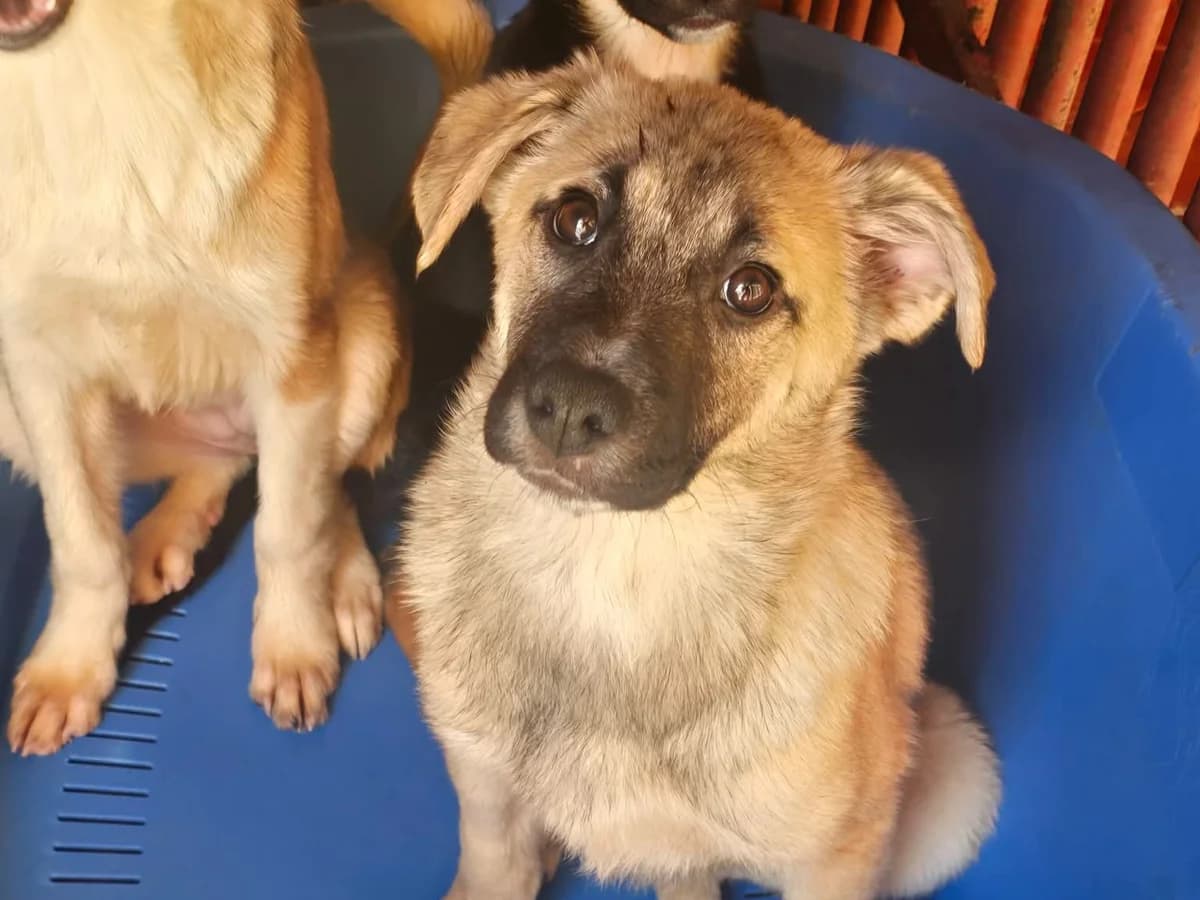 Bea, female puppy Mixed Breed for adoption at Tierrettung International e.V.
