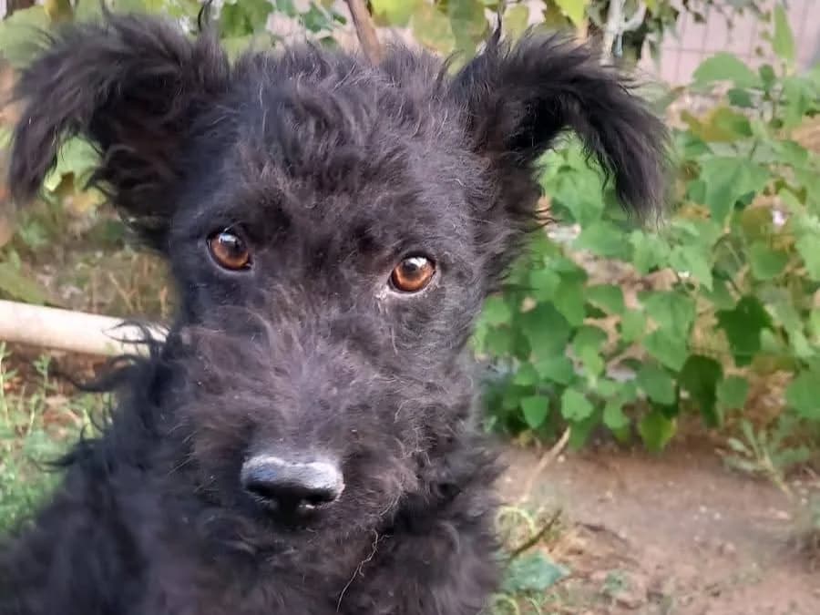 Salino, male young Mixed Breed for adoption at Tierrettung International e.V.