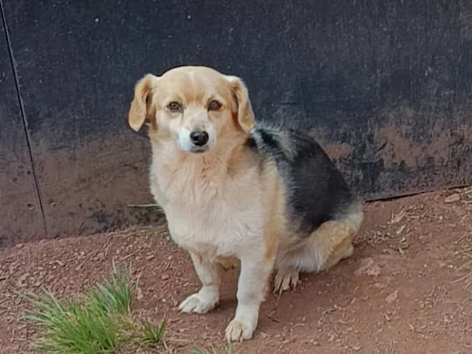 Indira – PLZ 91587, female 3yo Mixed Breed for adoption at Tierrettung International e.V.