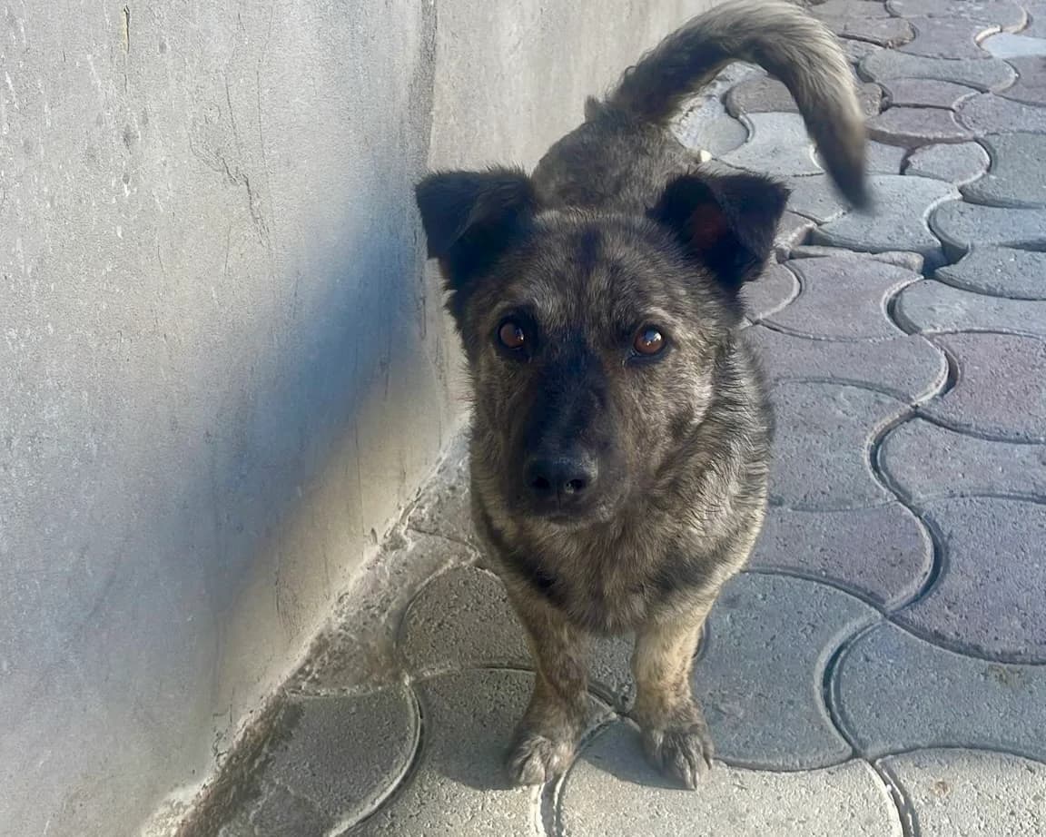 Pumpkin, male young Mixed Breed for adoption at Tierrettung International e.V.