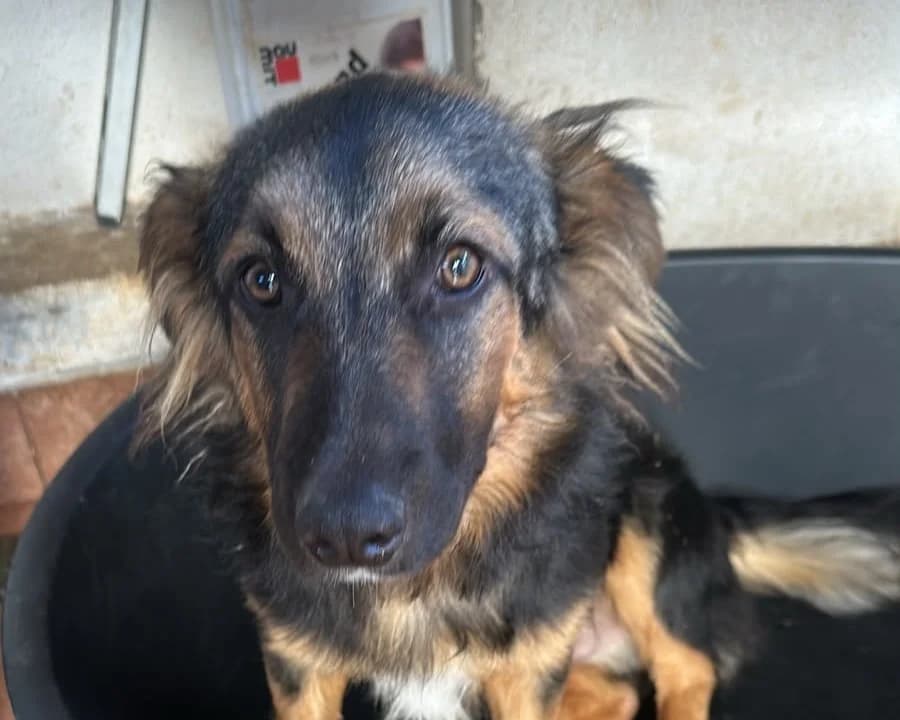 Jonny, male young Mixed Breed for adoption at Tierrettung International e.V.