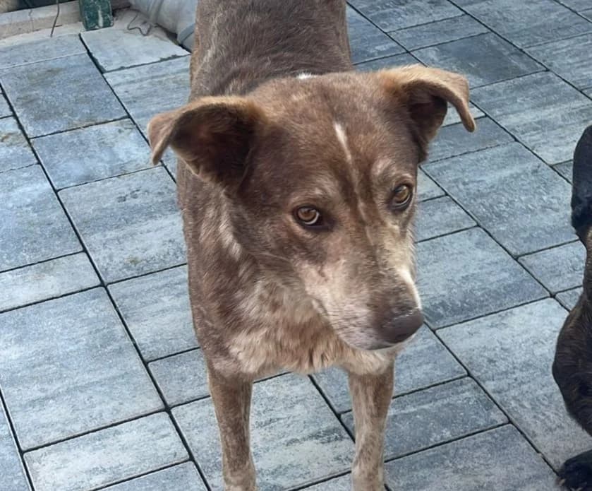 Tyra, female 3yo Mixed Breed for adoption at Tierrettung International e.V.