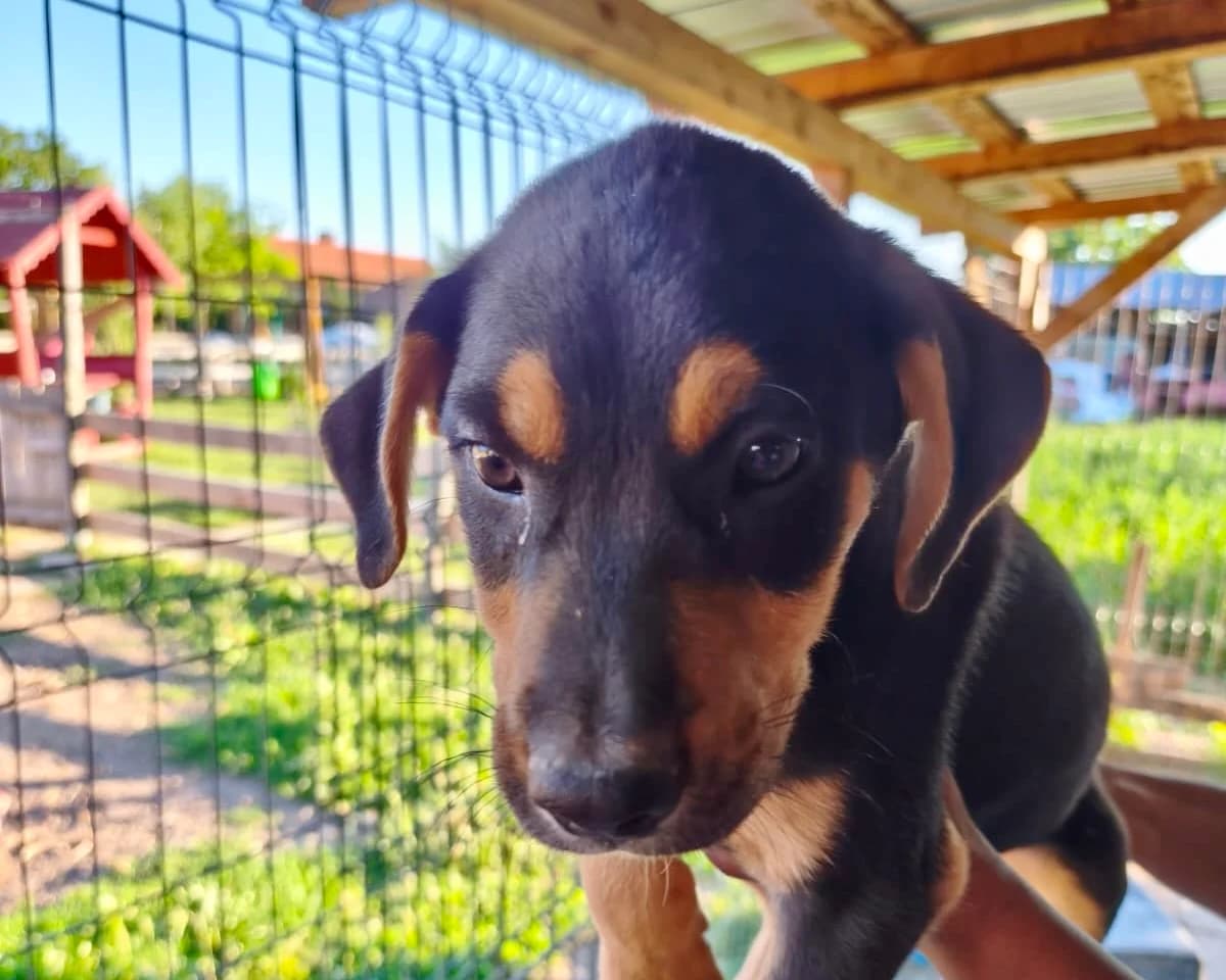 Artemis, male puppy Mixed Breed for adoption at Tierrettung International e.V.