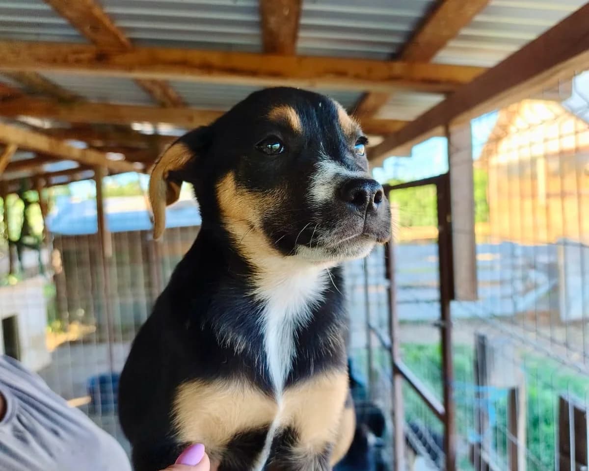 Athena, female puppy Mixed Breed for adoption at Tierrettung International e.V.