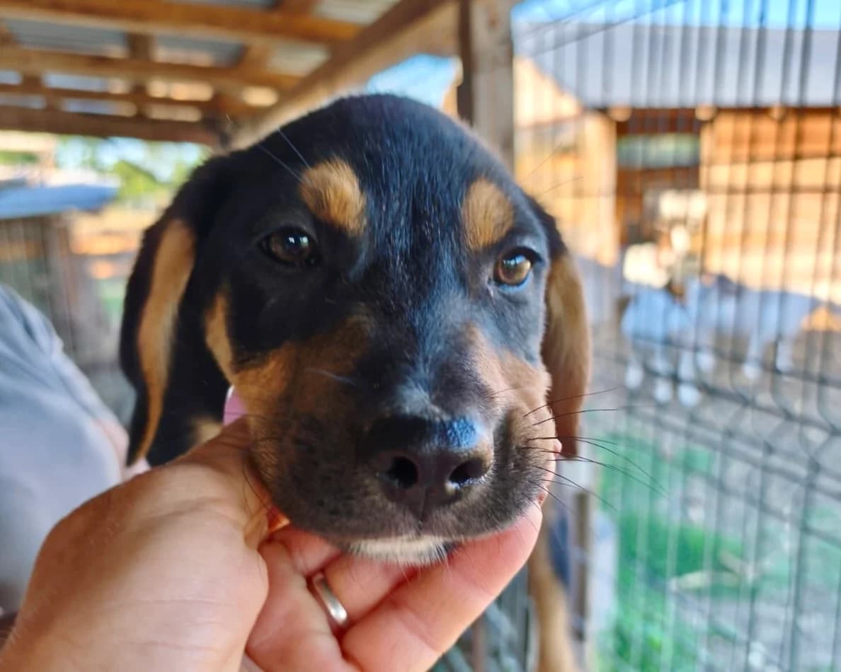 Circe, female puppy Mixed Breed for adoption at Tierrettung International e.V.