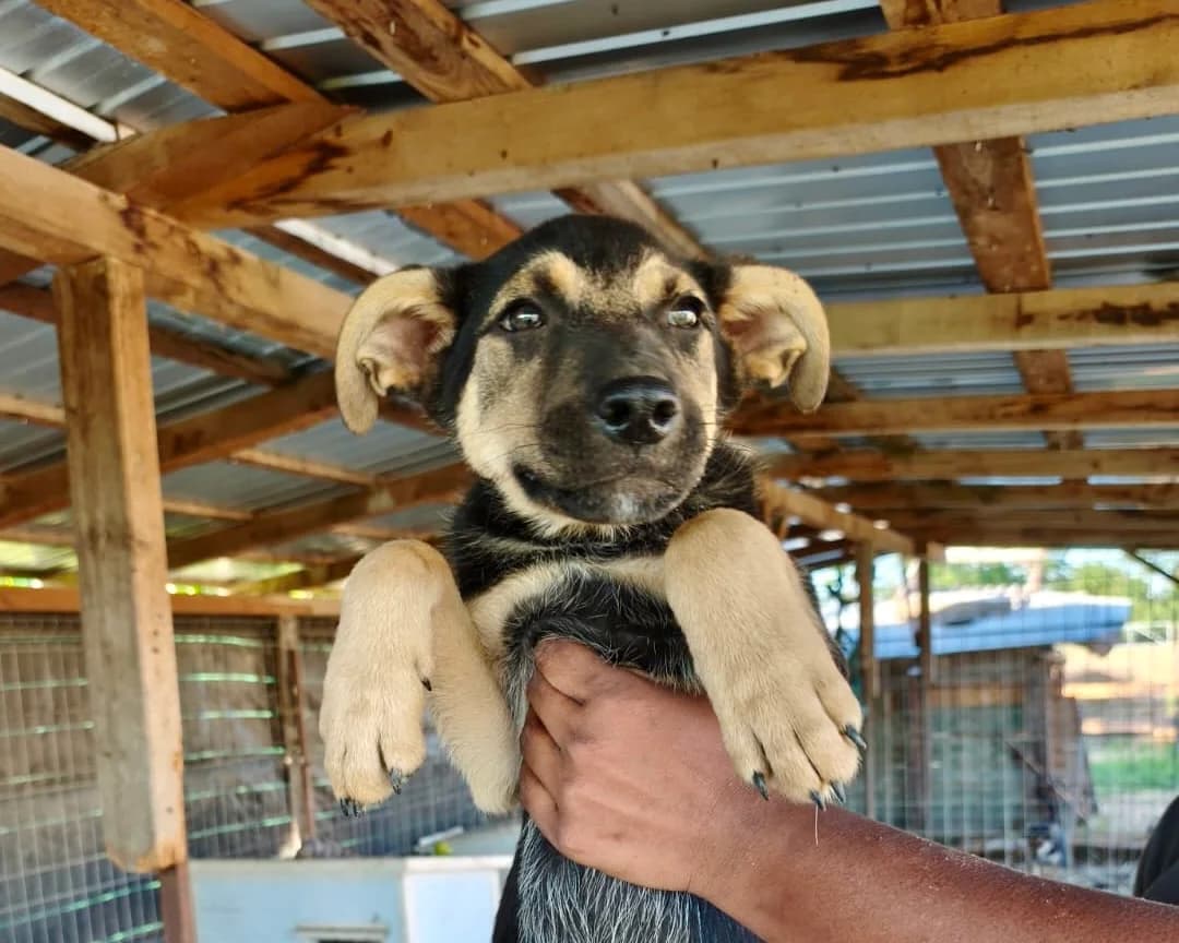Hades, male puppy Mixed Breed for adoption at Tierrettung International e.V.