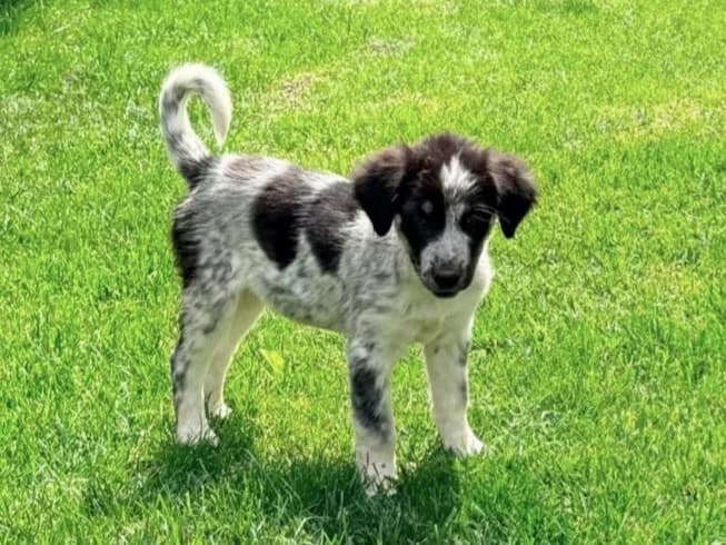Pia, female puppy Mixed Breed for adoption at Tierrettung International e.V.