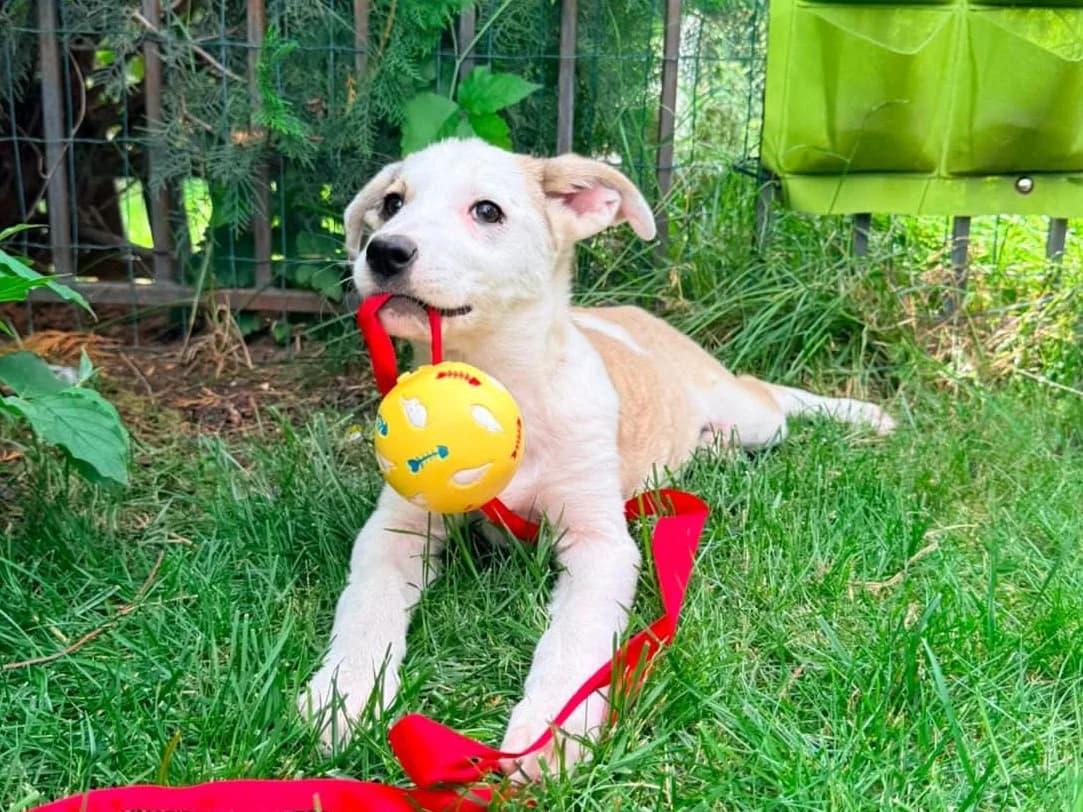 Petzi, female puppy Mixed Breed for adoption at Tierrettung International e.V.