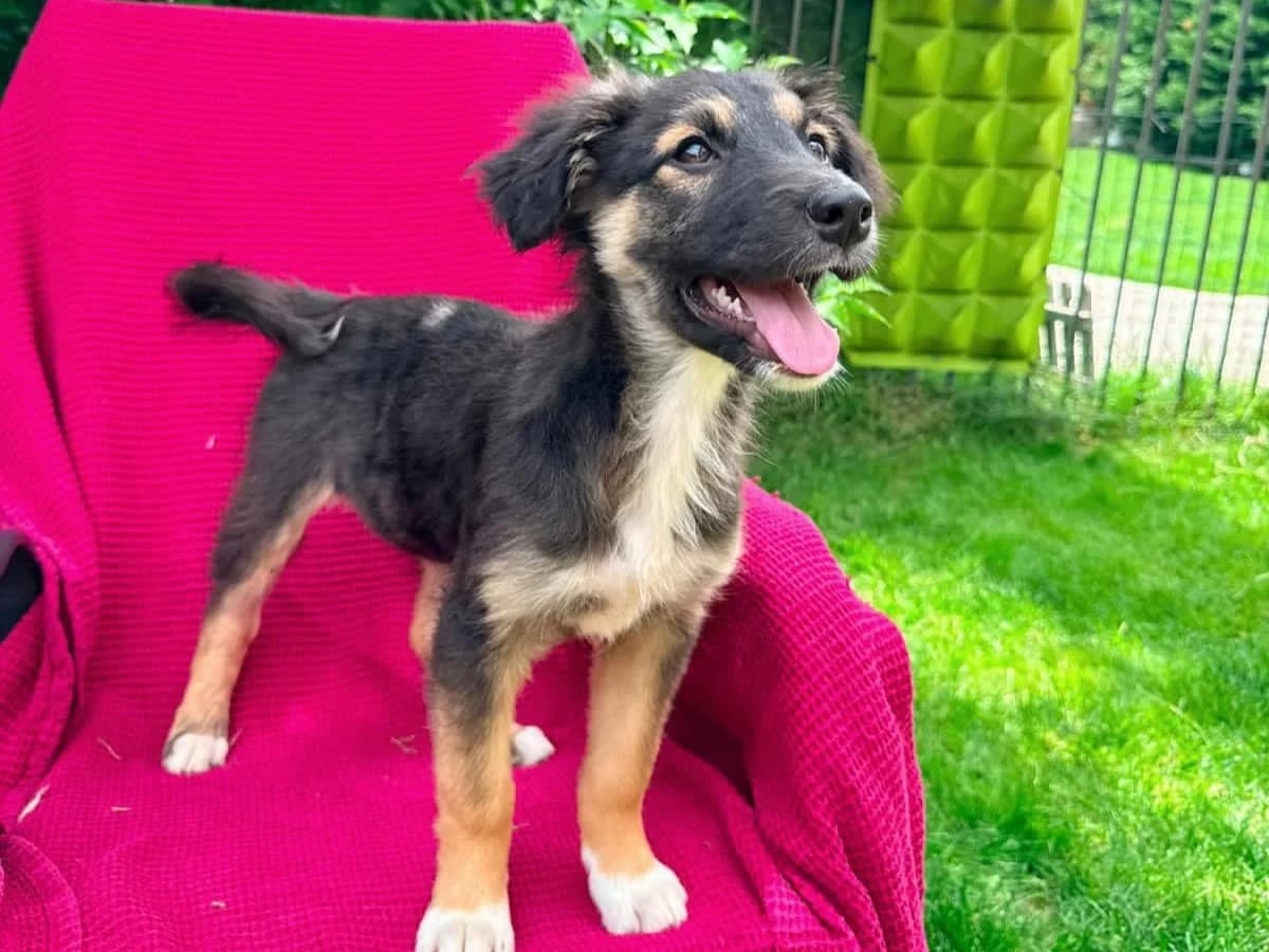 Philla, female puppy Mixed Breed for adoption at Tierrettung International e.V.