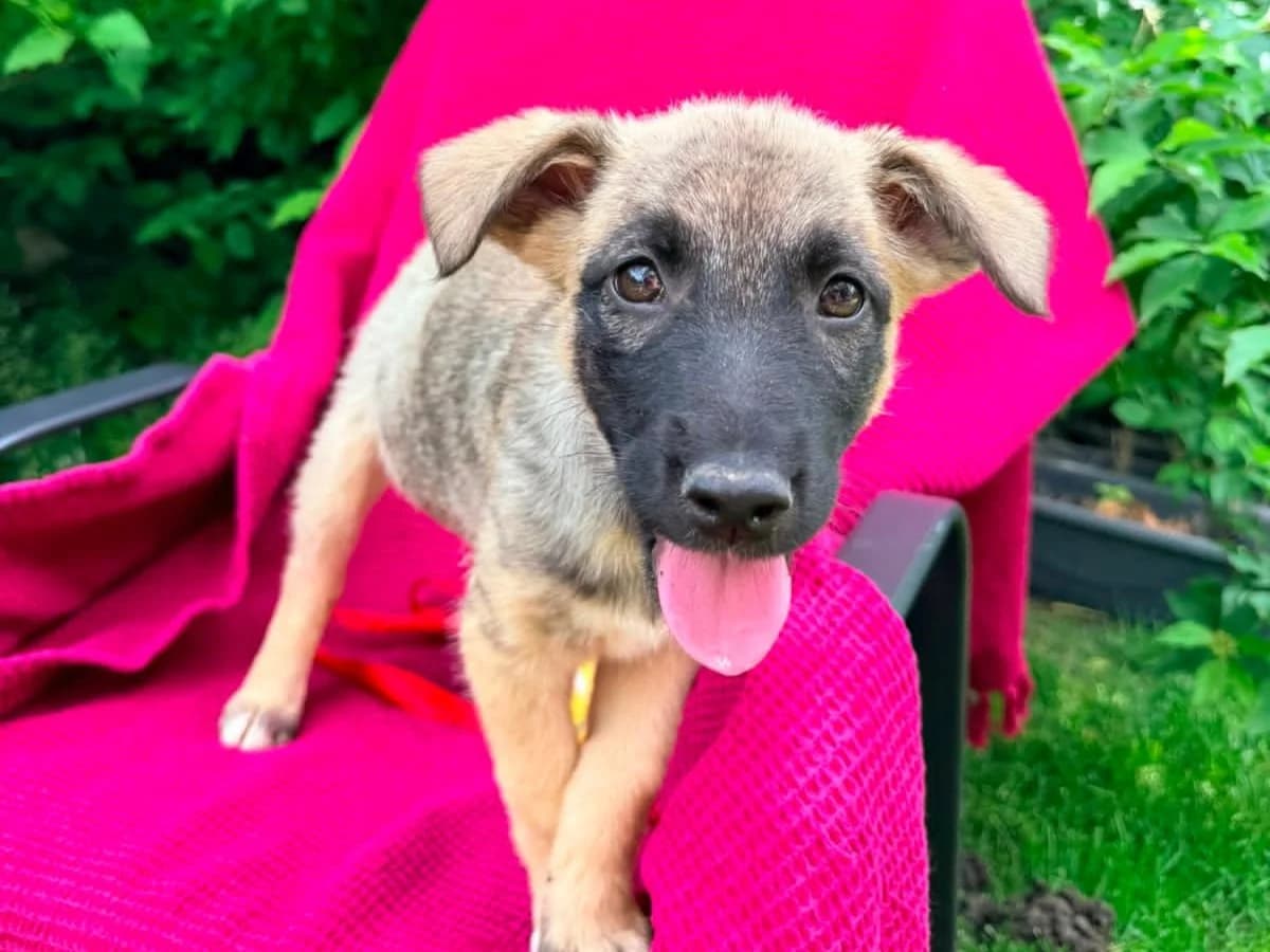 Paulina, female puppy Mixed Breed for adoption at Tierrettung International e.V.