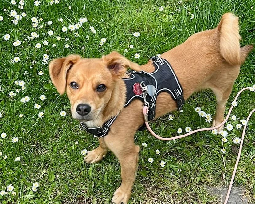Luciana – PLZ 40878, female young Mixed Breed for adoption at Tierrettung International e.V.