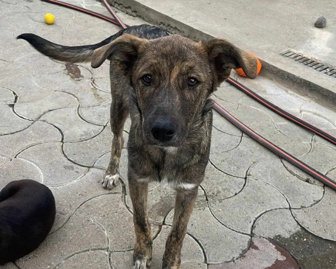 Floki, male young Mixed Breed for adoption at Tierrettung International e.V.