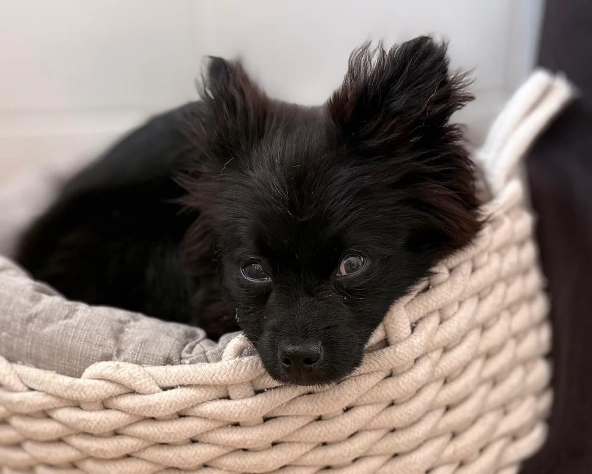 Luise – PLZ 84570, female puppy mixed breed for adoption at Tierrettung International e.V.