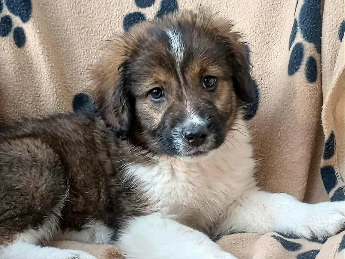 Ava, female puppy Mixed Breed for adoption at Tierrettung International e.V.