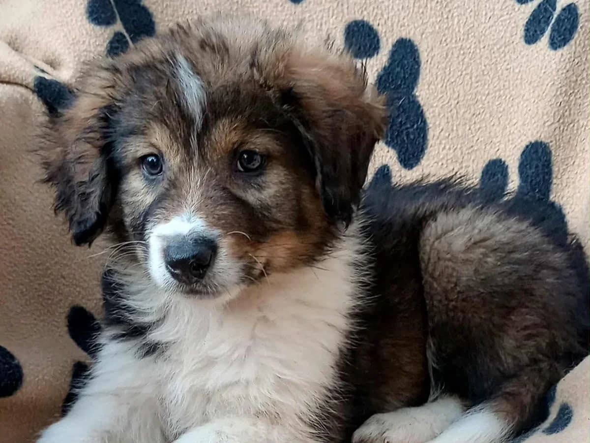 Honey, female puppy Mixed Breed for adoption at Tierrettung International e.V.