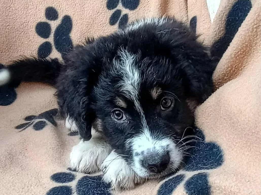 Saru, male puppy Mixed Breed for adoption at Tierrettung International e.V.